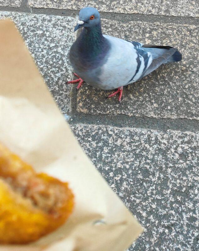 鳩