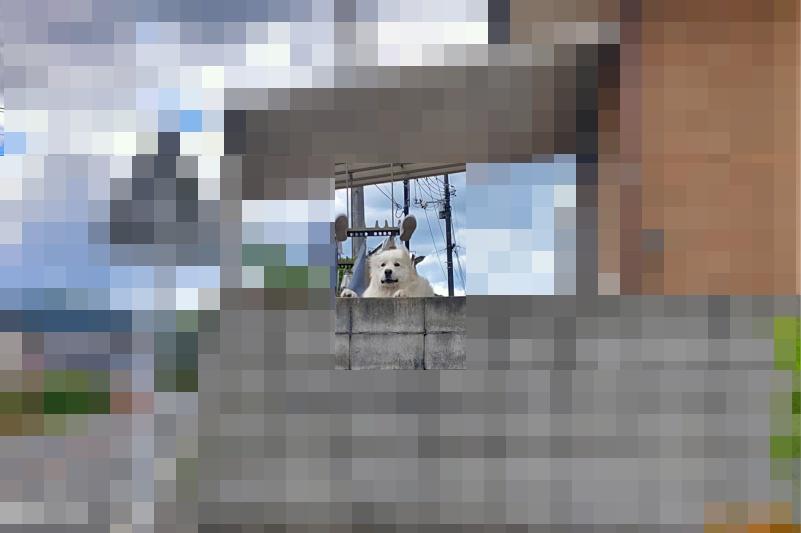 大きな飼い犬